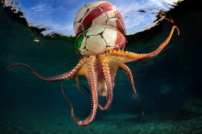 1 - Un polpo gioca con un pallone - Pasquale Vassallo, Watersurface, Procida 2022